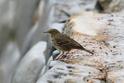 IMG_7878 Rock Pipit.JPG